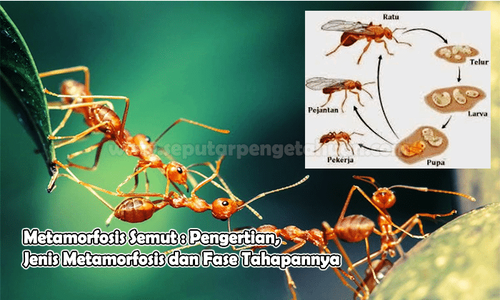 Detail Apa Itu Pupa Nomer 30