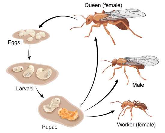 Detail Apa Itu Pupa Nomer 2