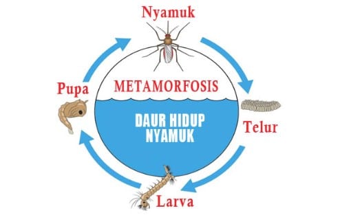 Detail Apa Itu Pupa Nomer 48