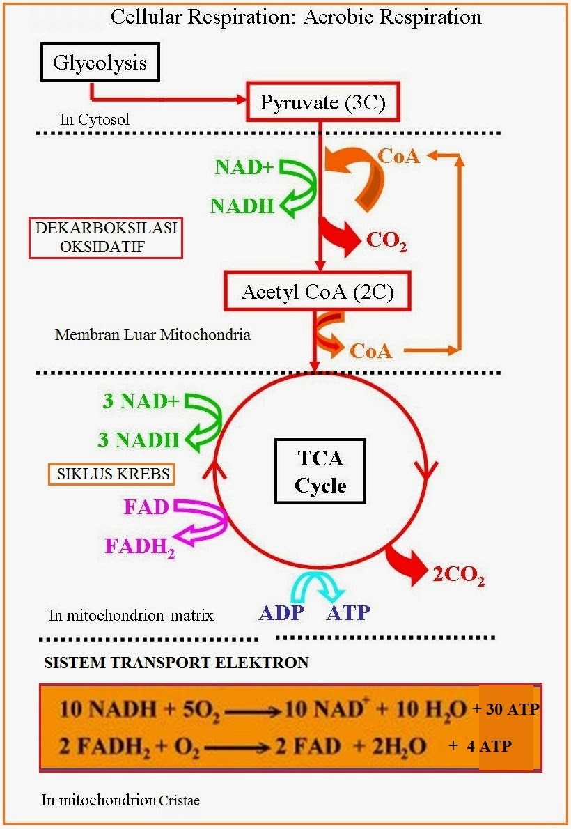 Detail Apa Itu Respirasi Sel Nomer 2