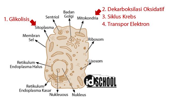 Detail Apa Itu Respirasi Sel Nomer 34