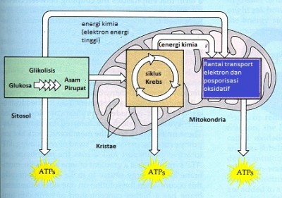 Detail Apa Itu Respirasi Sel Nomer 5