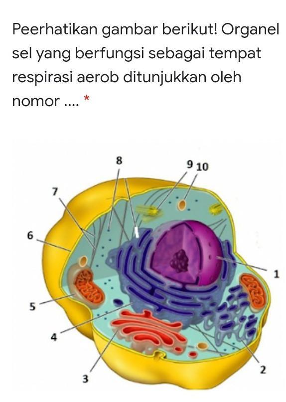 Detail Apa Itu Respirasi Sel Nomer 42