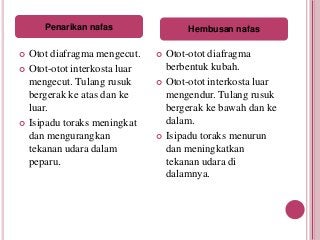 Detail Apa Itu Respirasi Sel Nomer 49