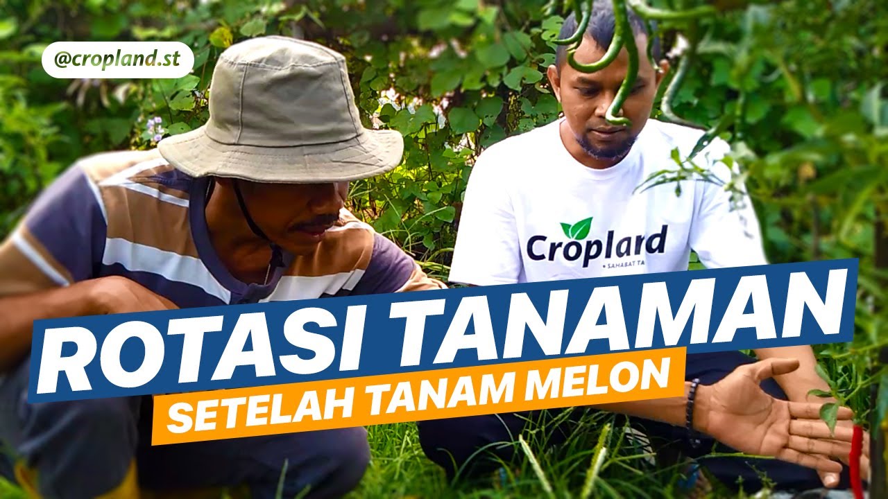 Detail Apa Itu Rotasi Tanaman Nomer 38