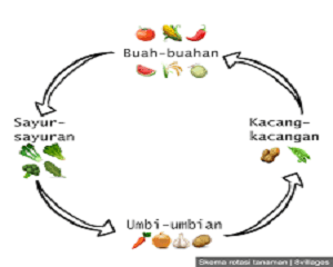 Detail Apa Itu Rotasi Tanaman Nomer 6