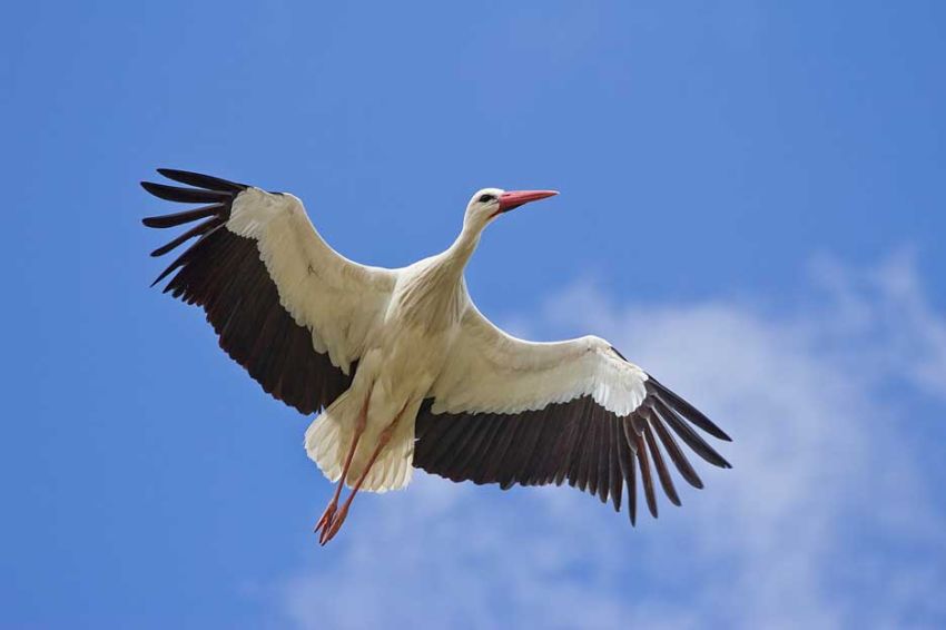 Detail Apa Makanan Burung Bangau Nomer 12