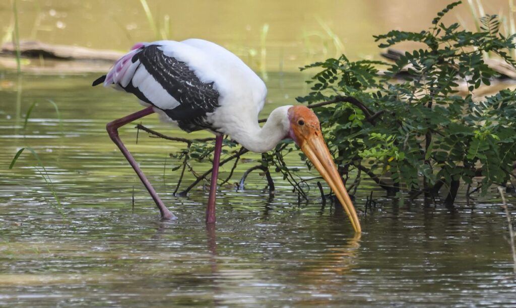 Detail Apa Makanan Burung Bangau Nomer 20