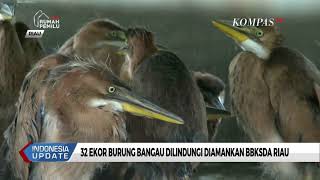 Detail Apa Makanan Burung Bangau Nomer 23