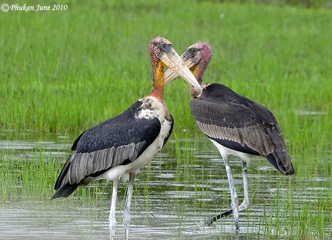 Detail Apa Makanan Burung Bangau Nomer 42