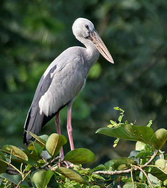 Detail Apa Makanan Burung Bangau Nomer 6