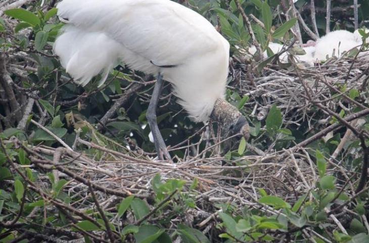 Detail Apa Makanan Burung Bangau Nomer 43