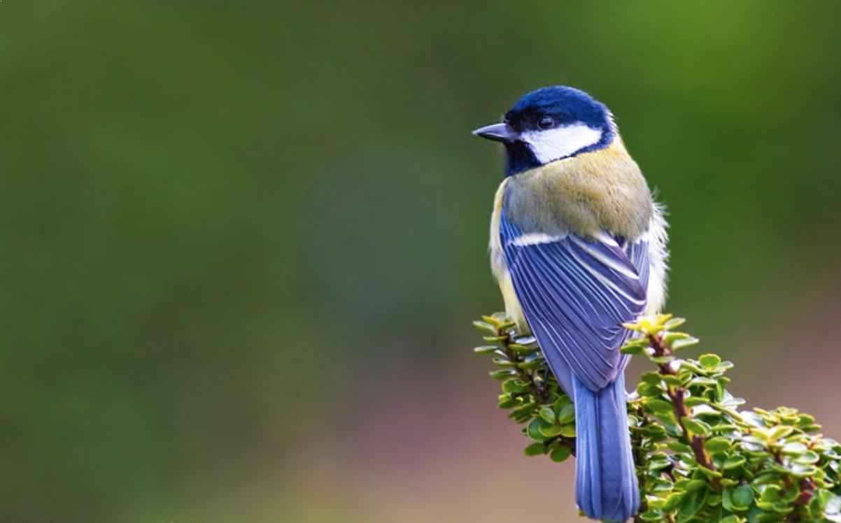 Detail Apa Makanan Burung Gelatik Nomer 20