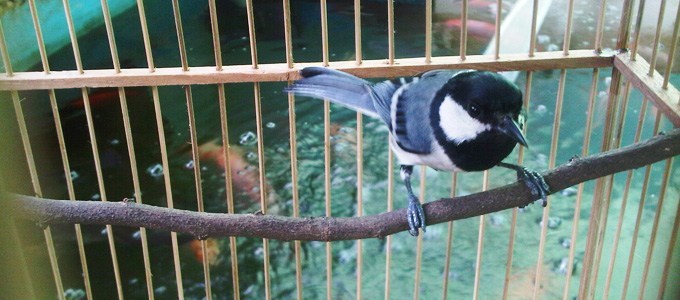 Detail Apa Makanan Burung Gelatik Nomer 21