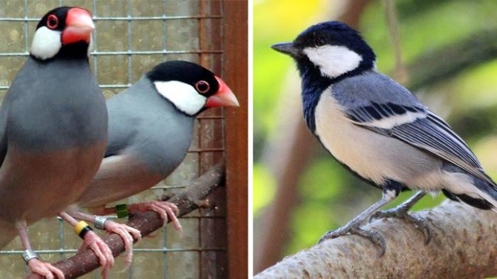 Detail Apa Makanan Burung Gelatik Nomer 40