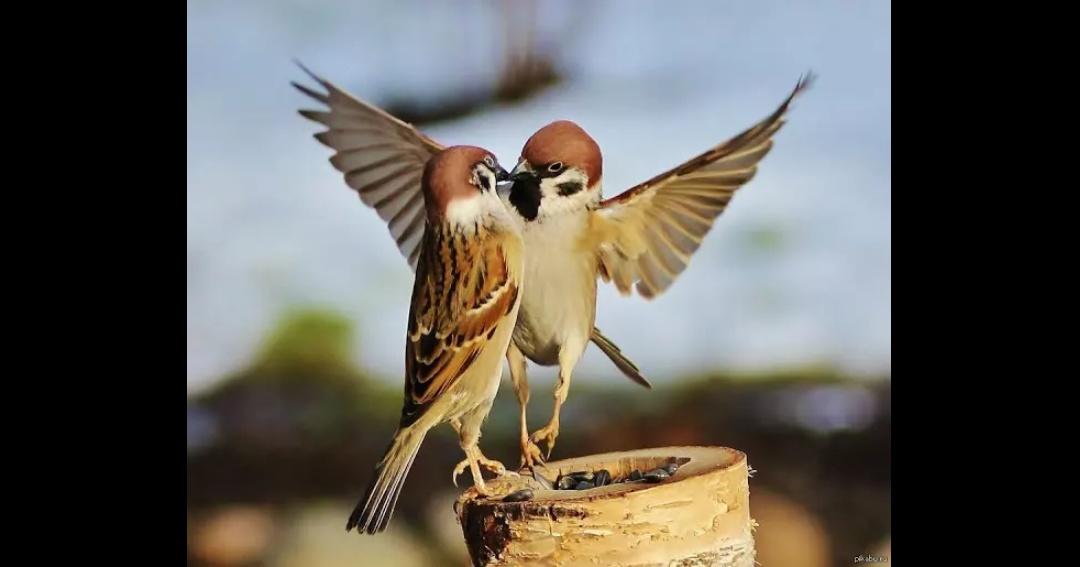 Detail Apa Makanan Burung Gereja Nomer 51