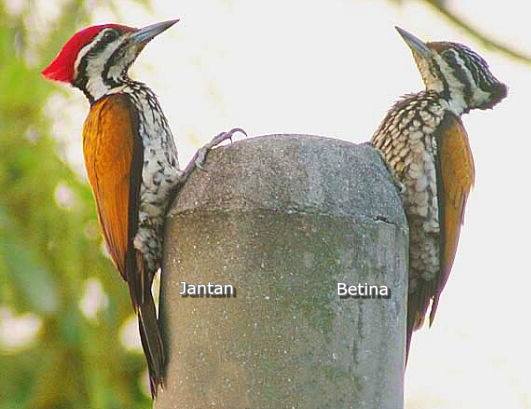 Detail Apa Makanan Burung Pelatuk Nomer 10