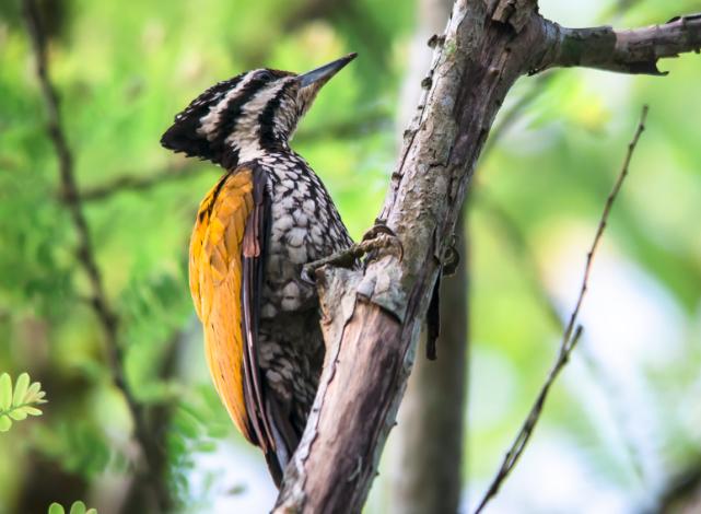 Detail Apa Makanan Burung Pelatuk Nomer 19