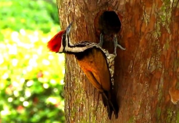 Detail Apa Makanan Burung Pelatuk Nomer 20