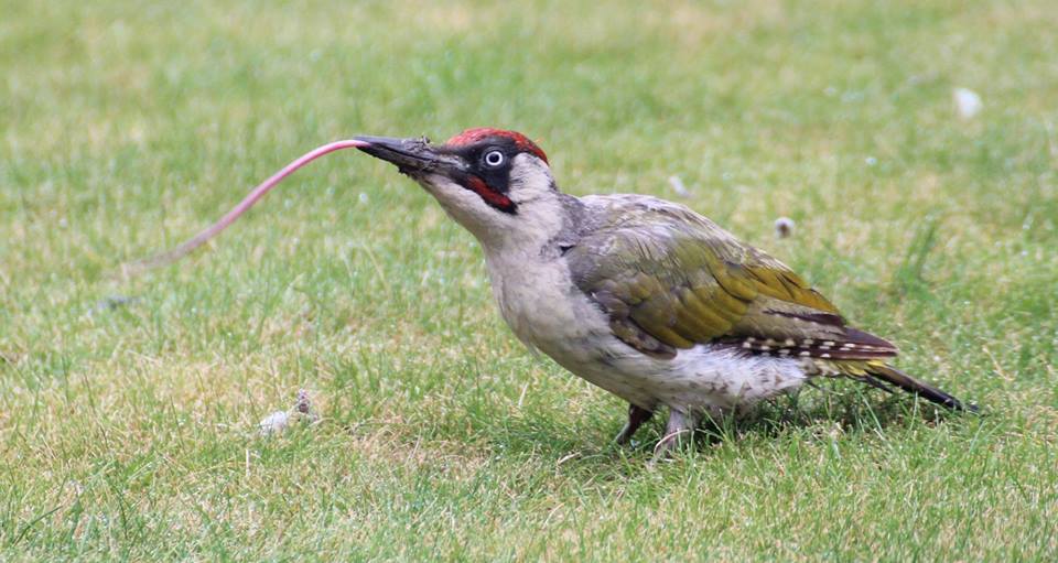 Detail Apa Makanan Burung Pelatuk Nomer 44