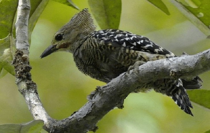 Detail Apa Makanan Burung Pelatuk Nomer 47