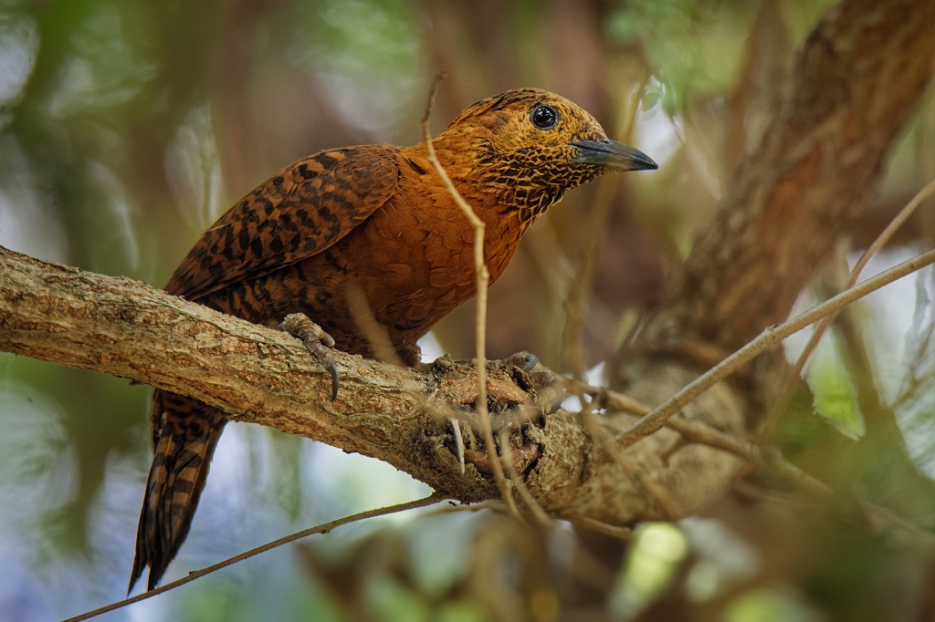 Detail Apa Makanan Burung Pelatuk Nomer 48