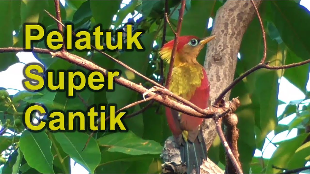 Detail Apa Makanan Burung Pelatuk Nomer 51