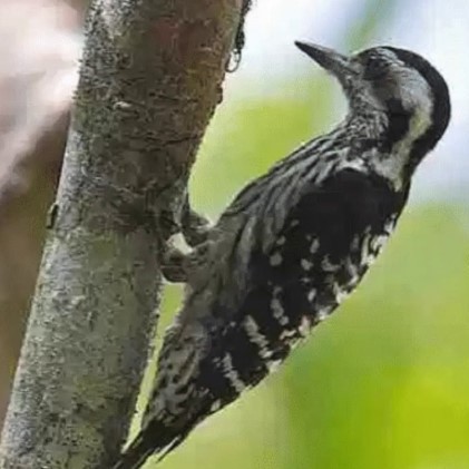 Detail Apa Makanan Burung Pelatuk Nomer 8