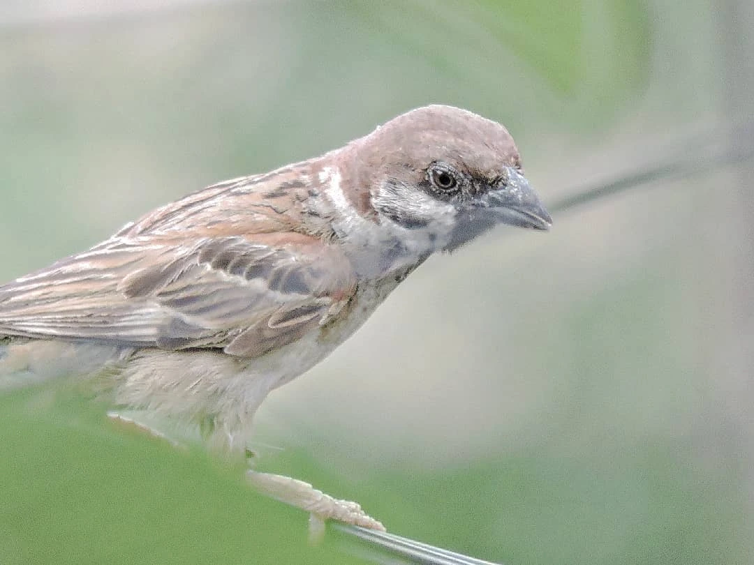 Detail Apa Makanan Burung Pipit Nomer 44