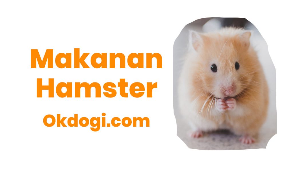 Detail Apa Makanan Hamster Nomer 17