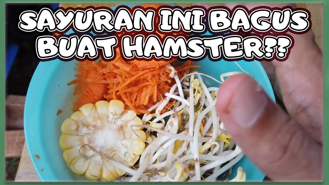 Detail Apa Makanan Hamster Nomer 23