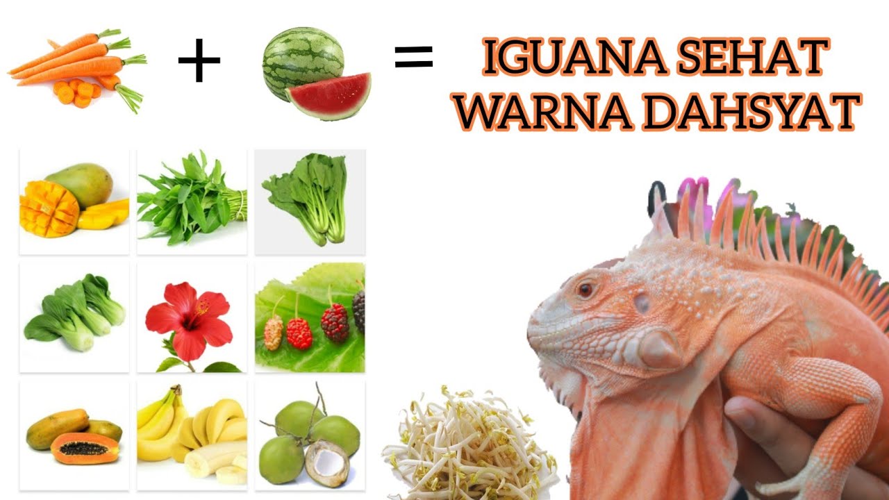 Apa Makanan Iguana - KibrisPDR