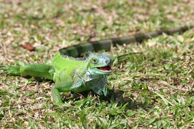 Detail Apa Makanan Iguana Nomer 28