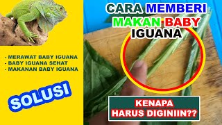 Detail Apa Makanan Iguana Nomer 52