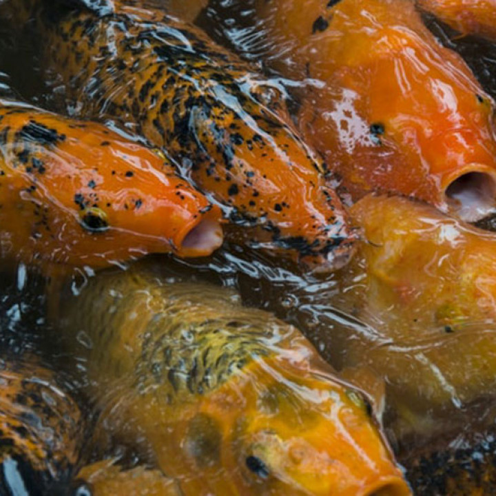Detail Apa Makanan Ikan Koi Nomer 18