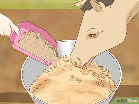 Detail Apa Makanan Kuda Nomer 12