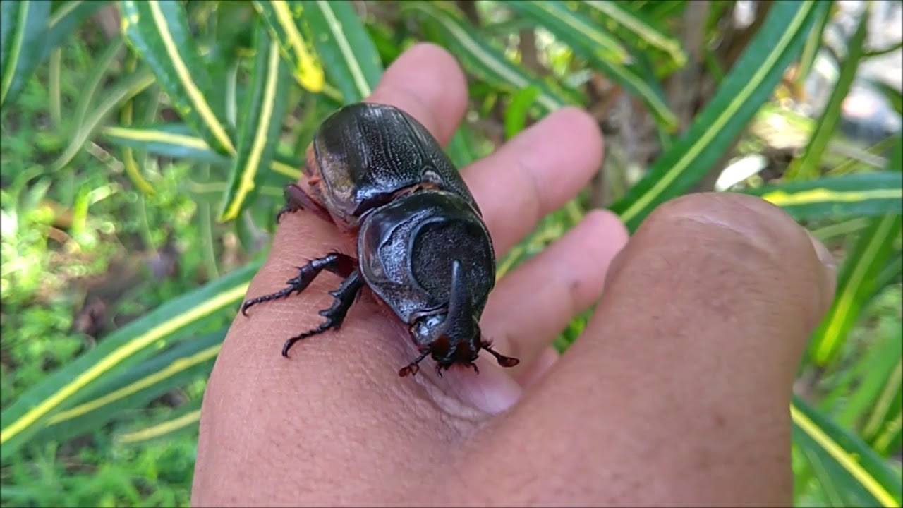 Apa Makanan Kumbang Badak - KibrisPDR