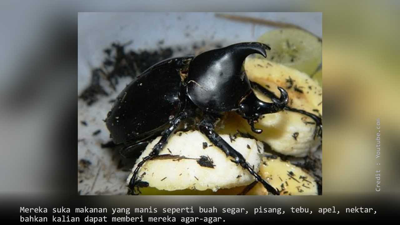 Detail Apa Makanan Kumbang Badak Nomer 14