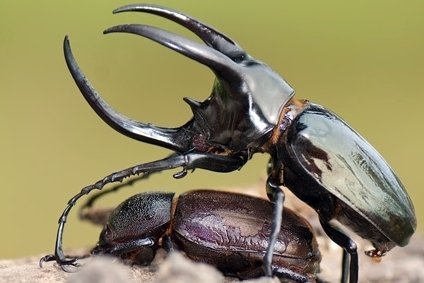 Detail Apa Makanan Kumbang Badak Nomer 17