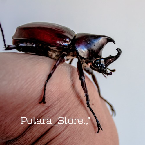 Detail Apa Makanan Kumbang Badak Nomer 19