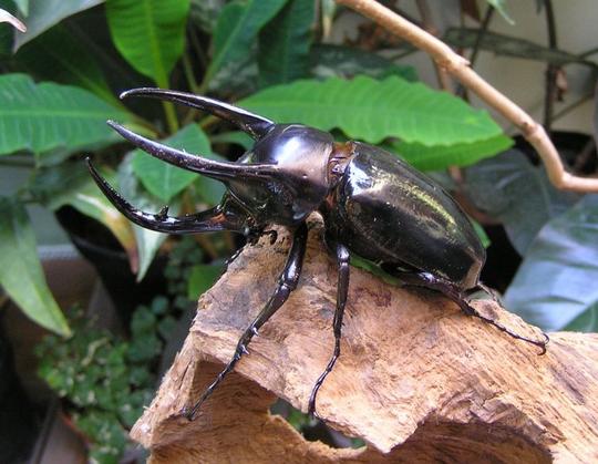 Detail Apa Makanan Kumbang Badak Nomer 20