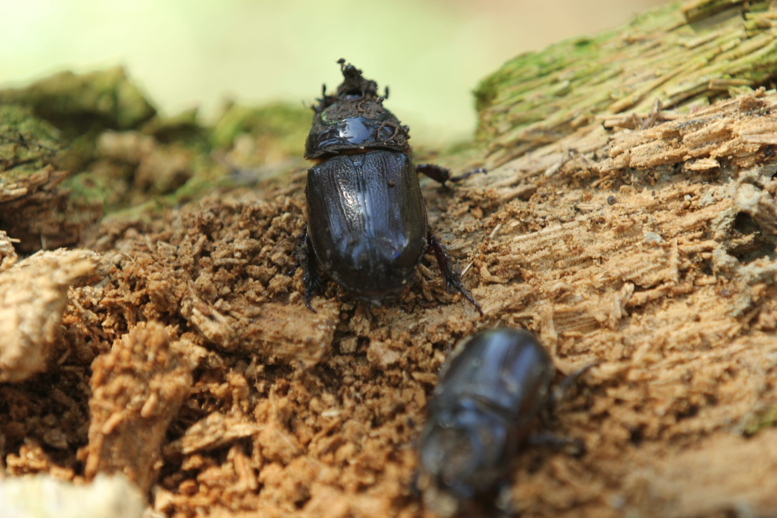 Detail Apa Makanan Kumbang Badak Nomer 25