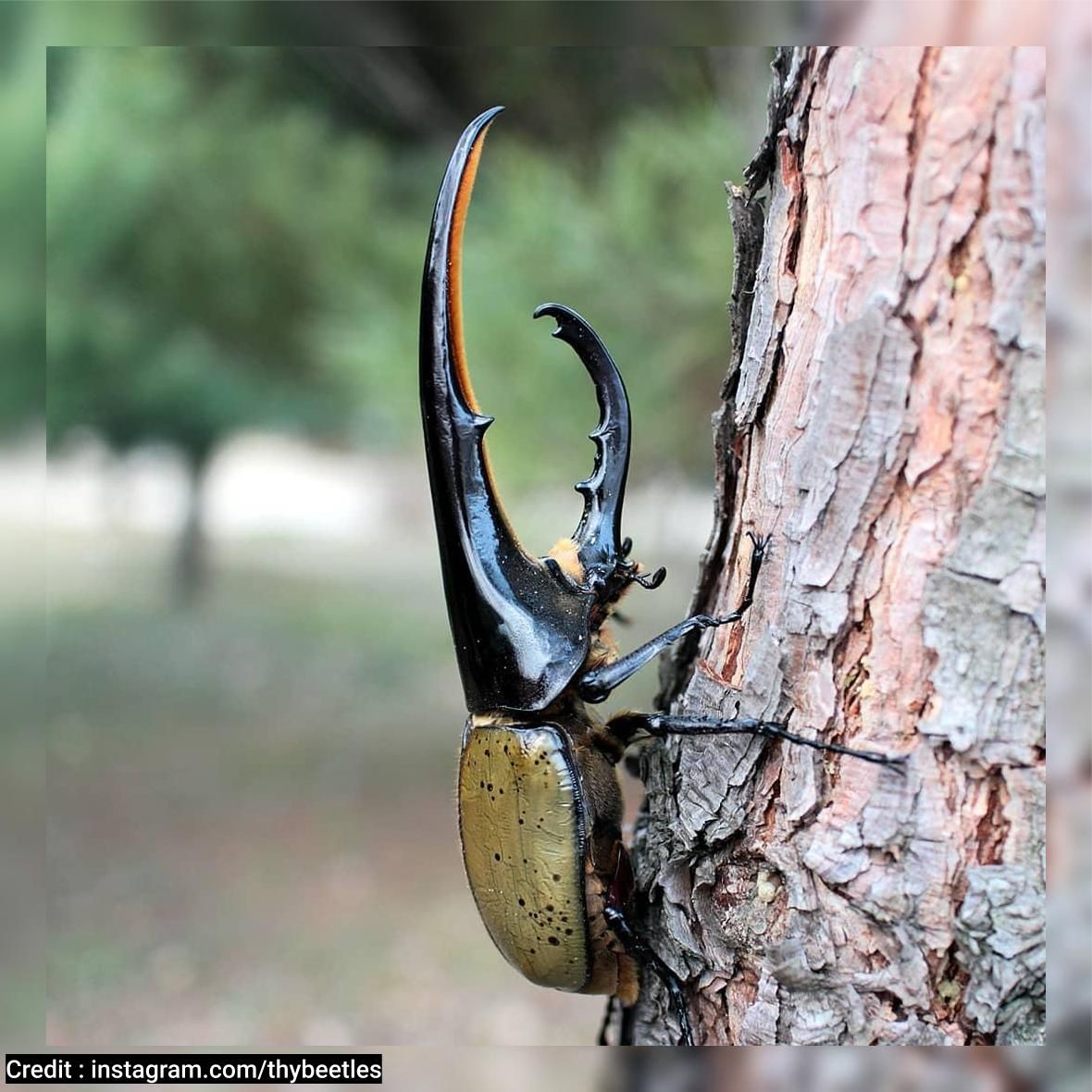 Detail Apa Makanan Kumbang Badak Nomer 30
