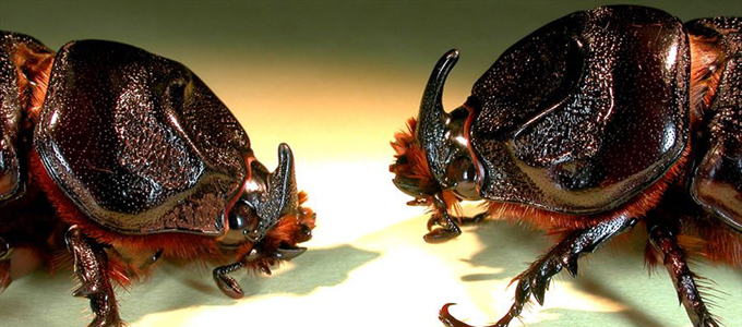 Detail Apa Makanan Kumbang Badak Nomer 38