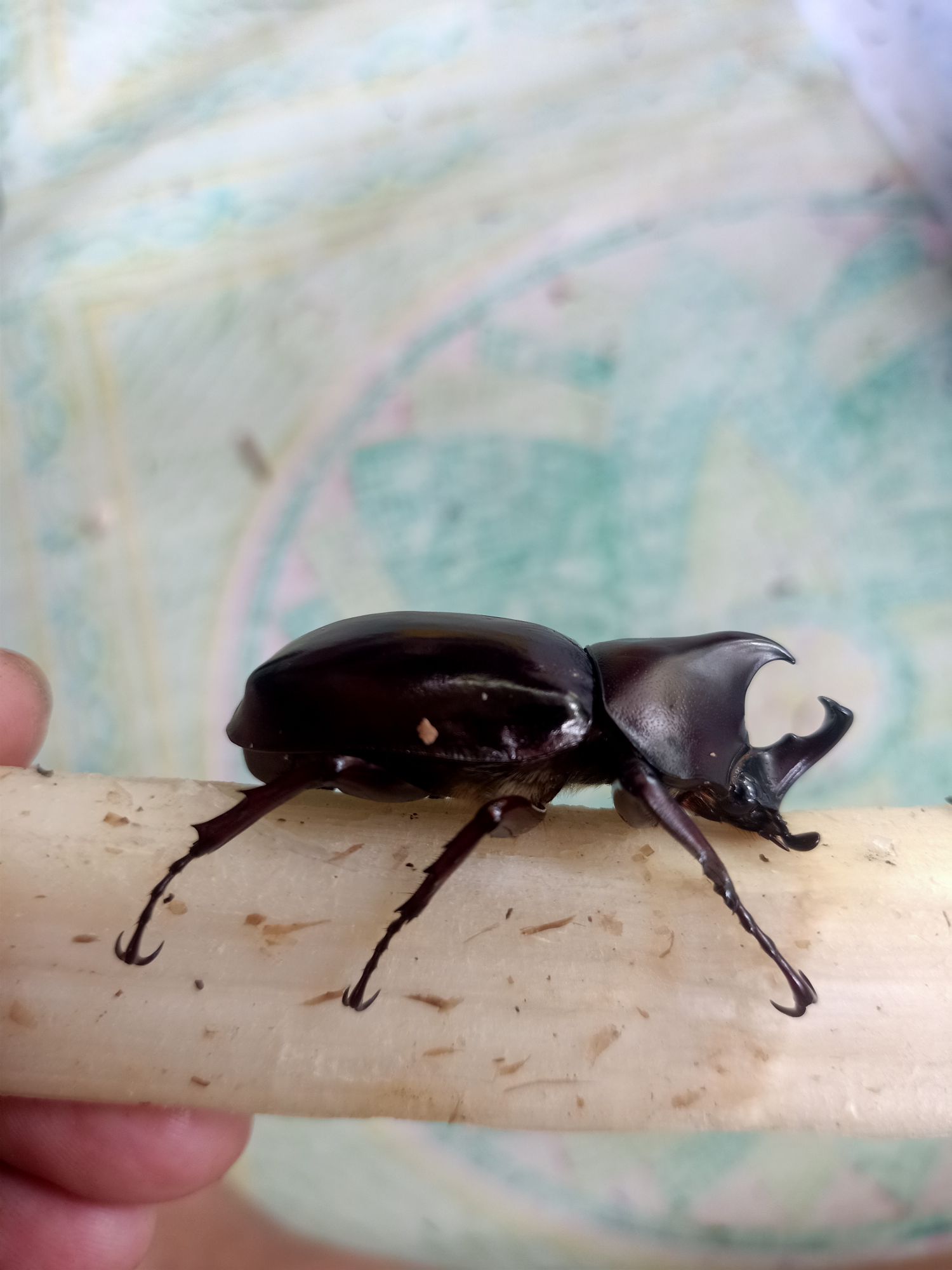 Detail Apa Makanan Kumbang Badak Nomer 39