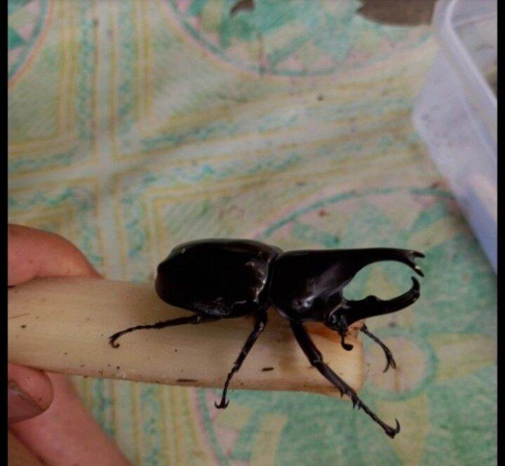 Detail Apa Makanan Kumbang Badak Nomer 48