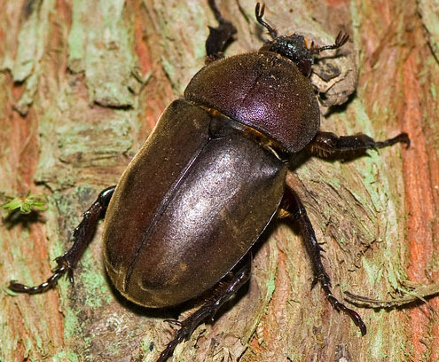 Detail Apa Makanan Kumbang Badak Nomer 7