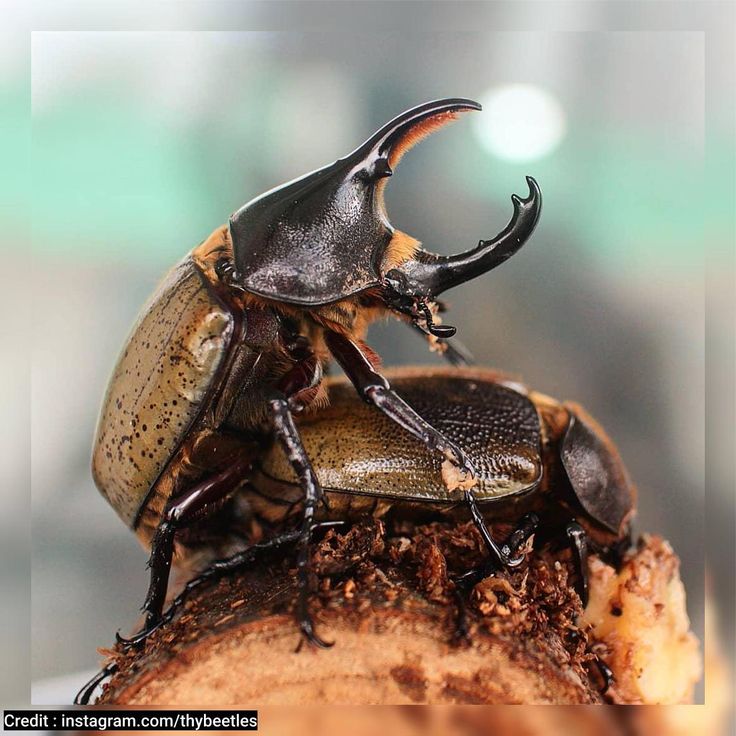 Detail Apa Makanan Kumbang Badak Nomer 9