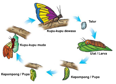 Detail Apa Makanan Kupu Kupu Nomer 48