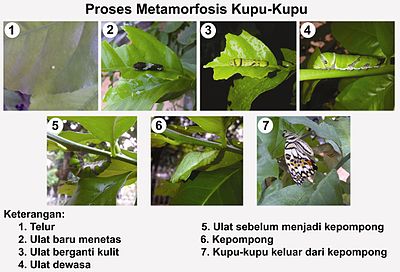 Detail Apa Makanan Kupu Kupu Nomer 8